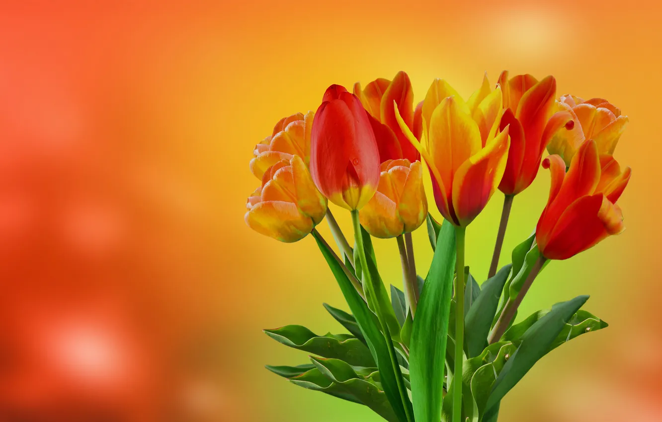 Photo wallpaper flowers, bouquet, yellow, tulips, red, orange background