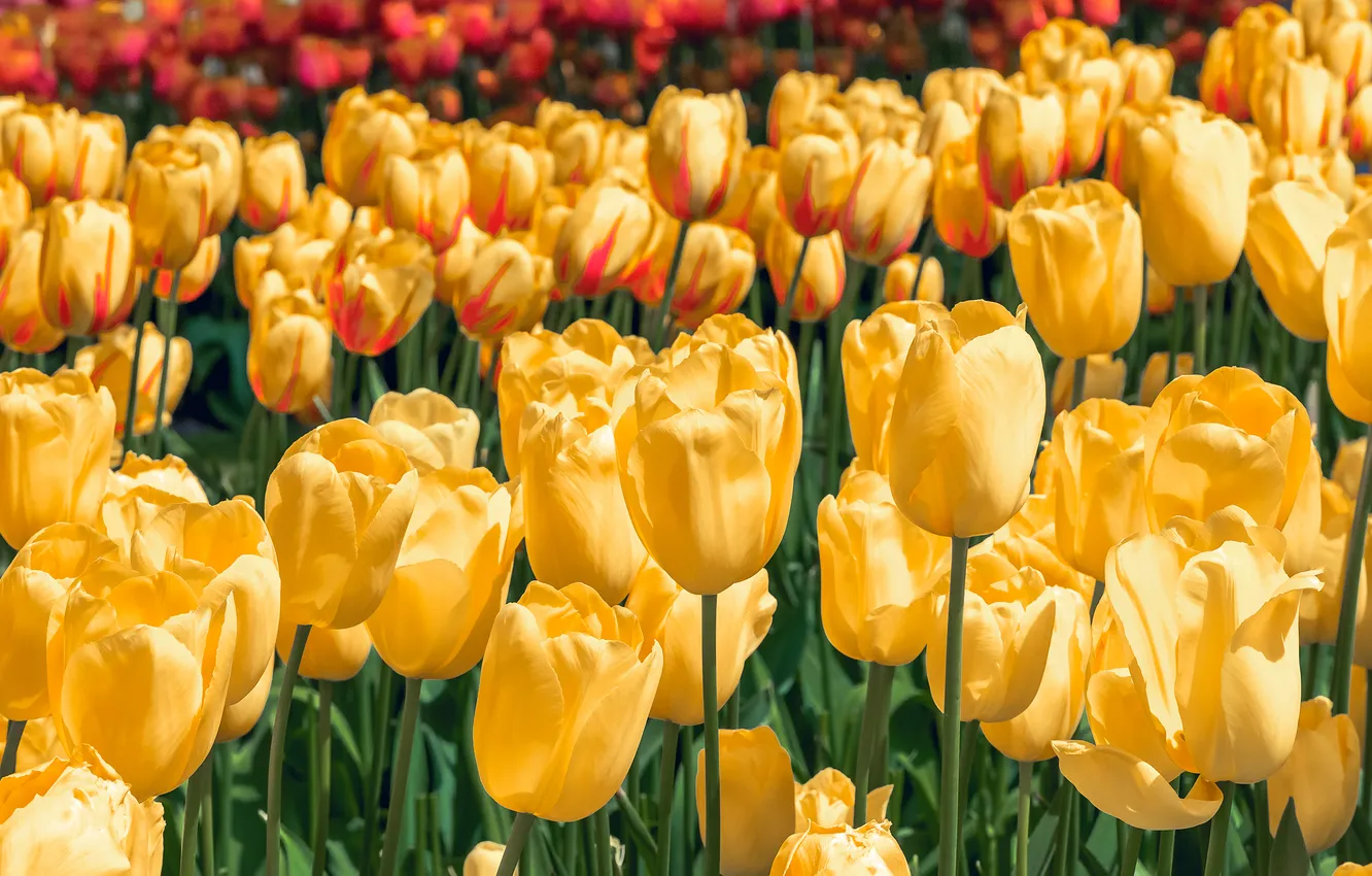 Photo wallpaper light, flowers, yellow, spring, garden, tulips, buds, flowerbed