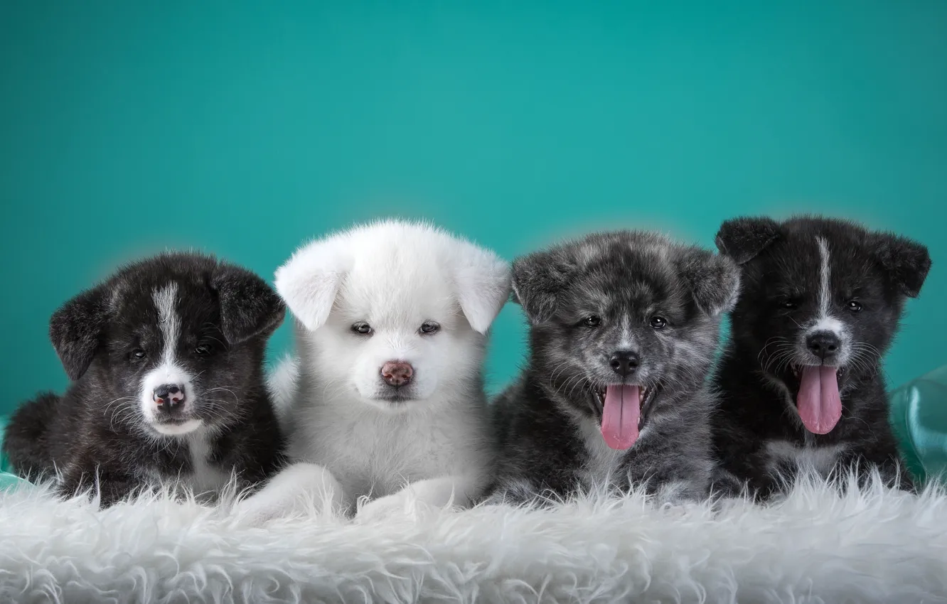 Photo wallpaper language, puppies, Quartet, Japanese Akita