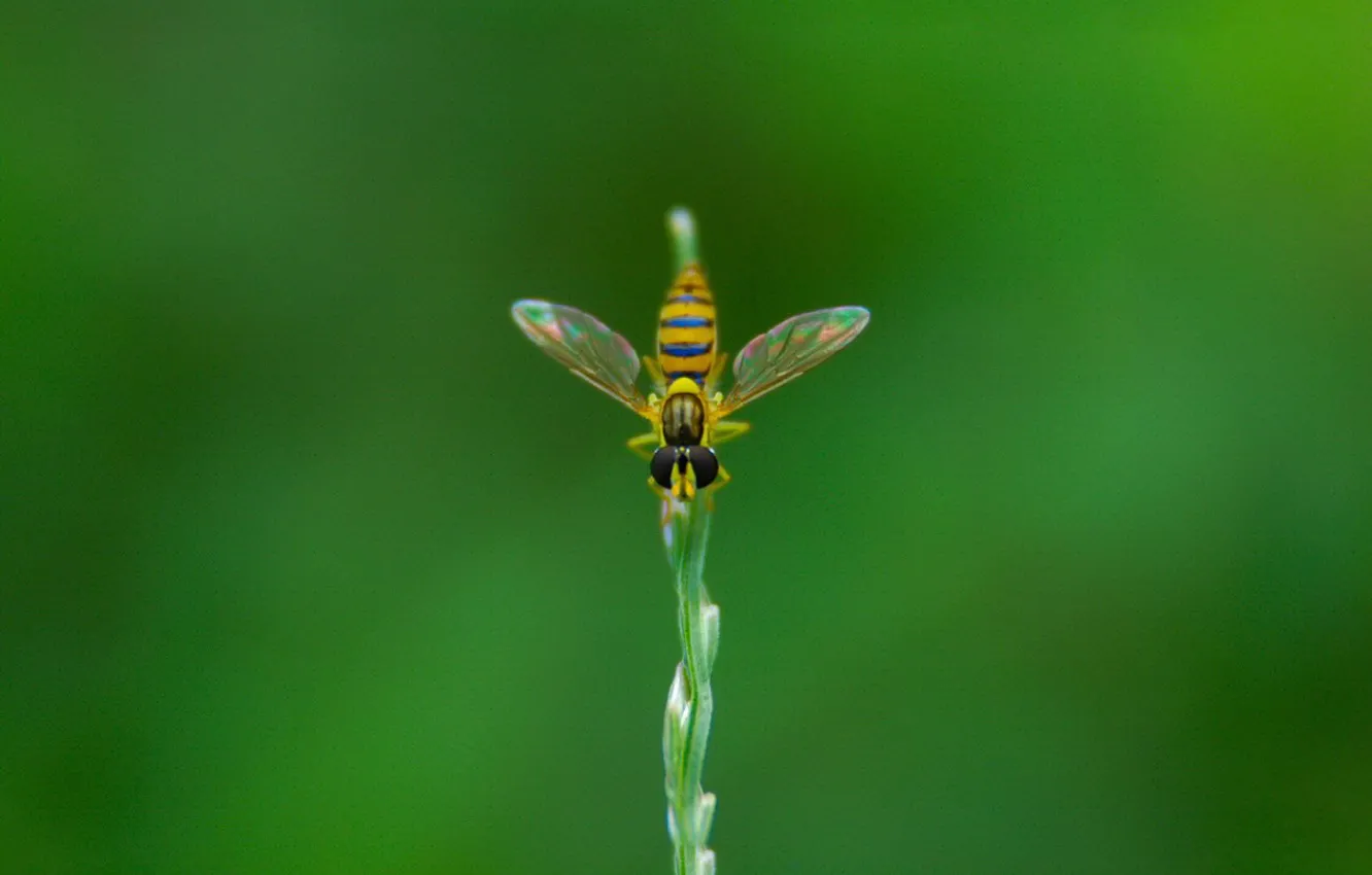 Photo wallpaper greens, fly, plant