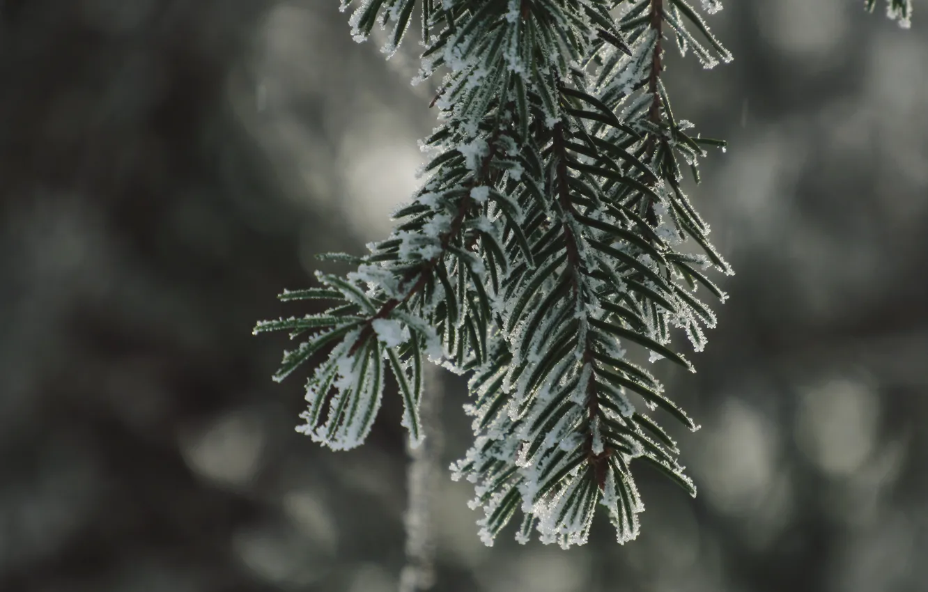 Photo wallpaper winter, snow, spruce