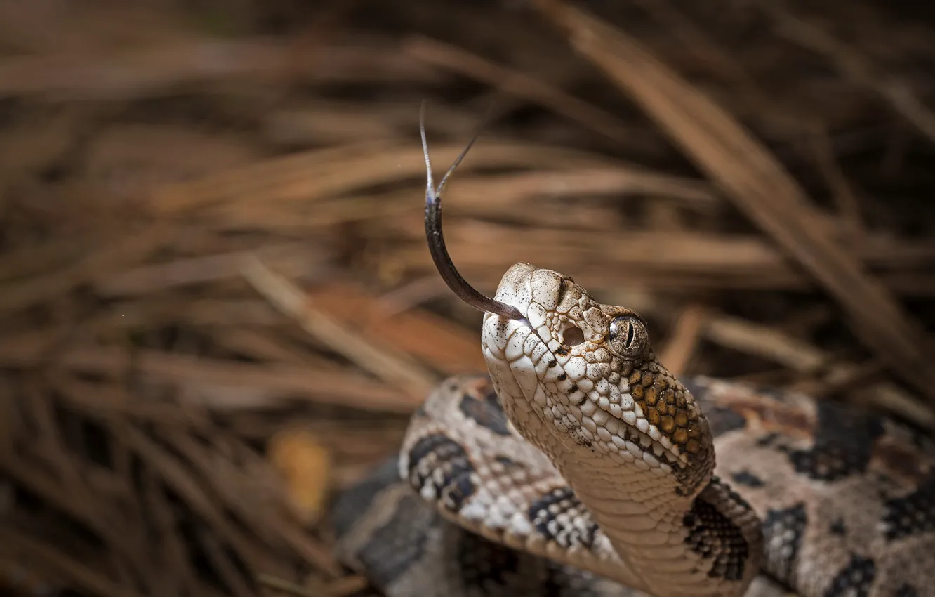Photo wallpaper nature, background, snake