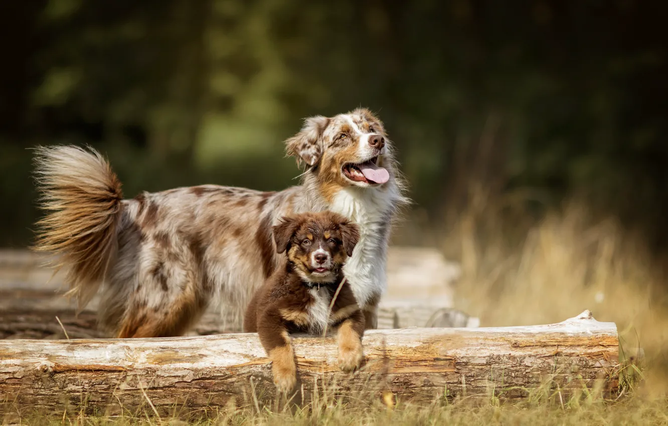 Photo wallpaper autumn, dogs, puppy, log, bokeh, Australian shepherd, Aussie