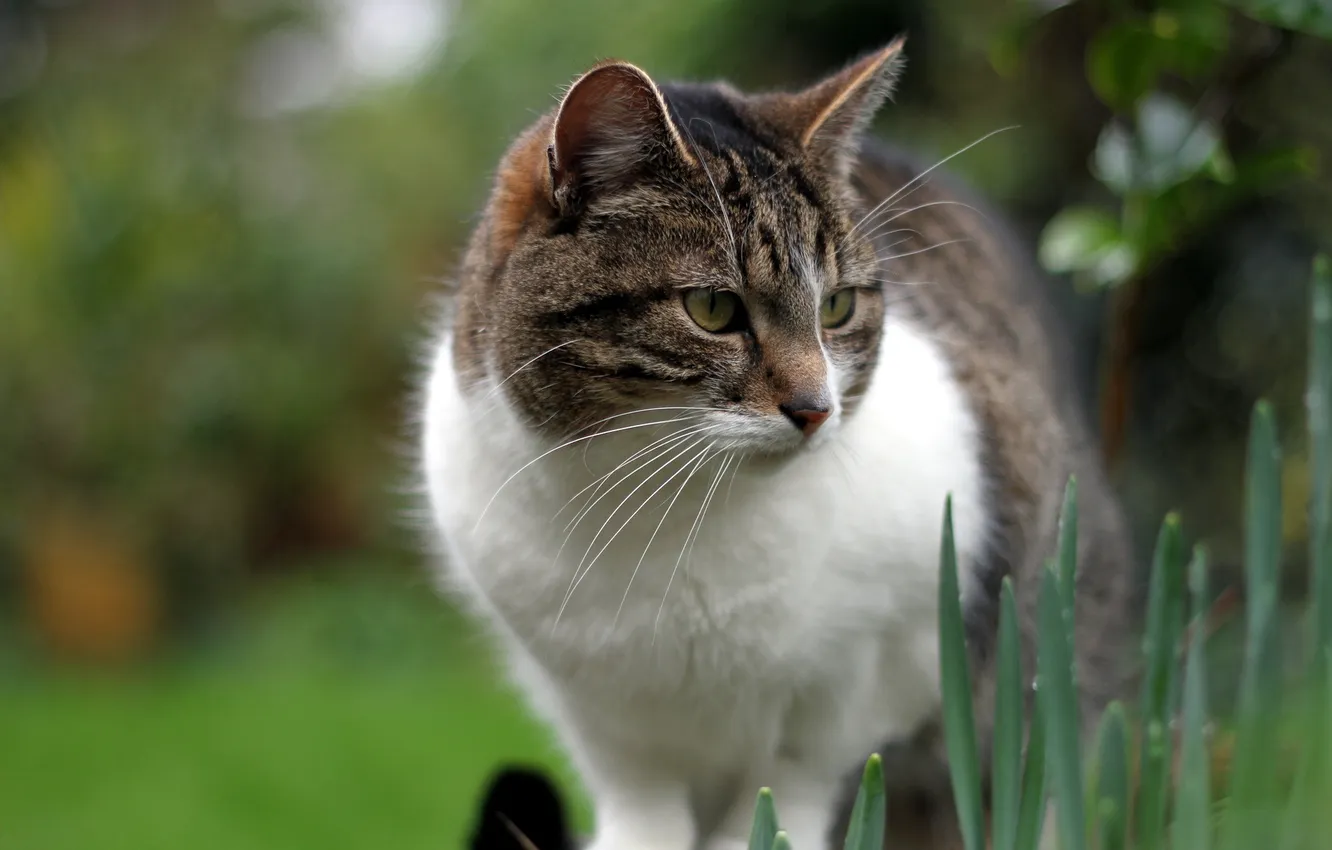 Photo wallpaper cat, look, background