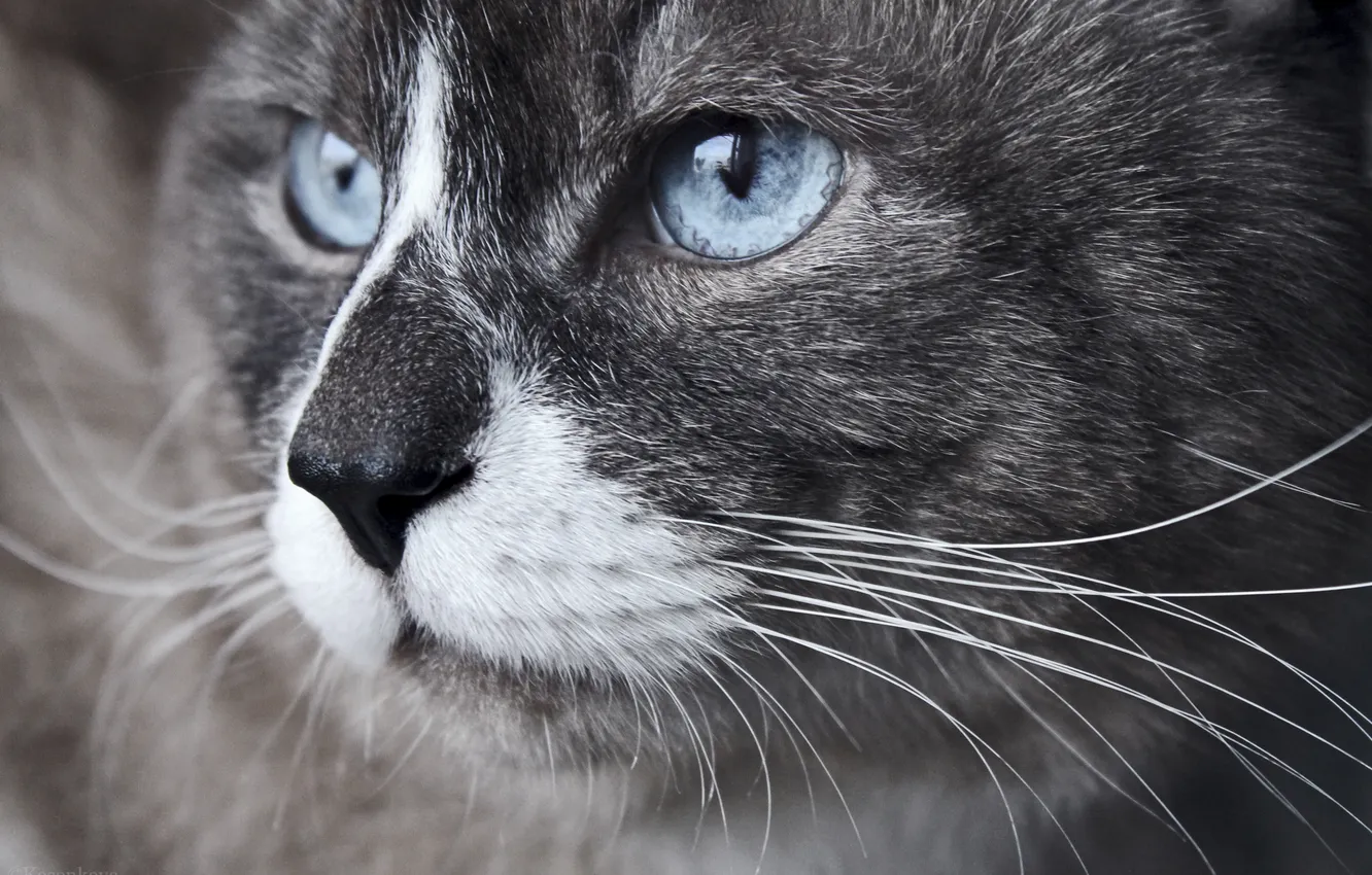 Photo wallpaper cat, mustache, nose, blue eyes, handsome