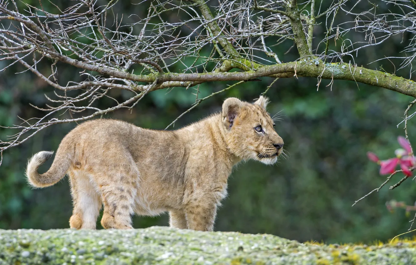 Photo wallpaper cat, branches, cub, kitty, lion, ©Tambako The Jaguar