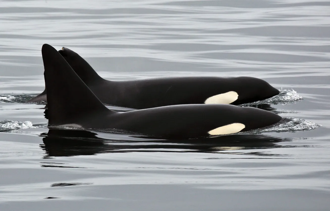 Photo wallpaper water, nature, Orc