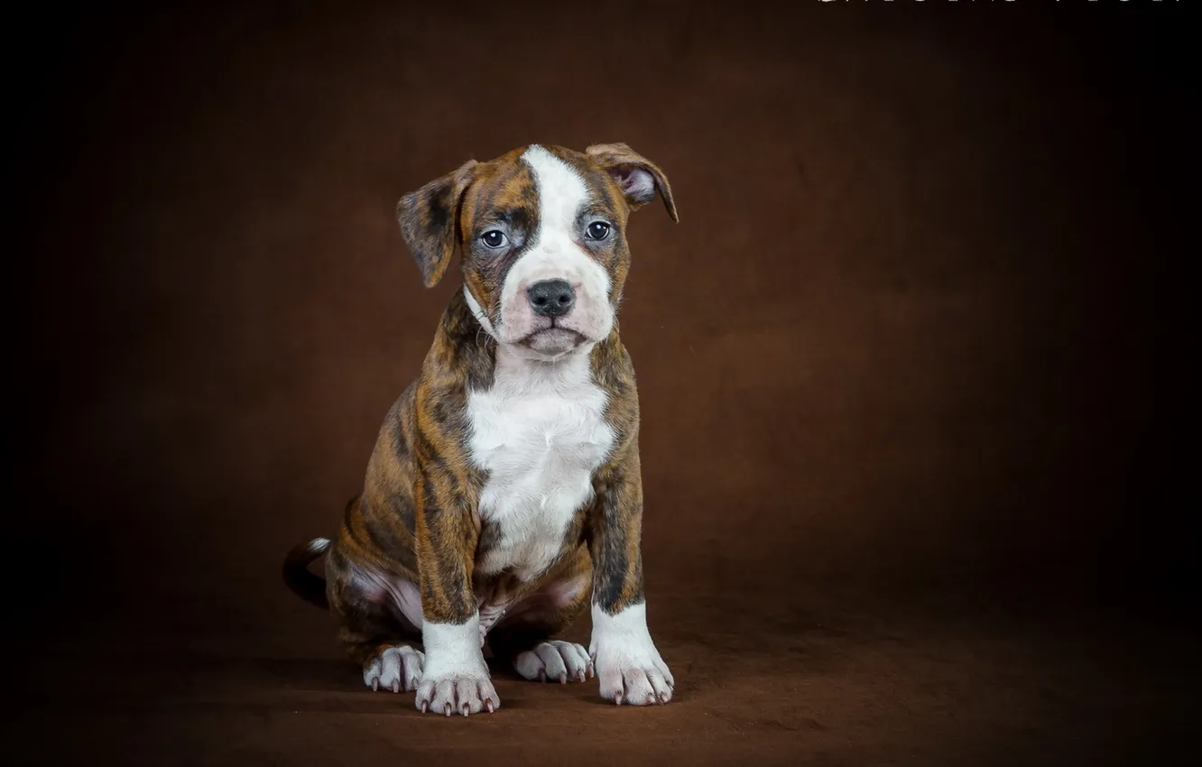 Photo wallpaper look, each, dog, puppy