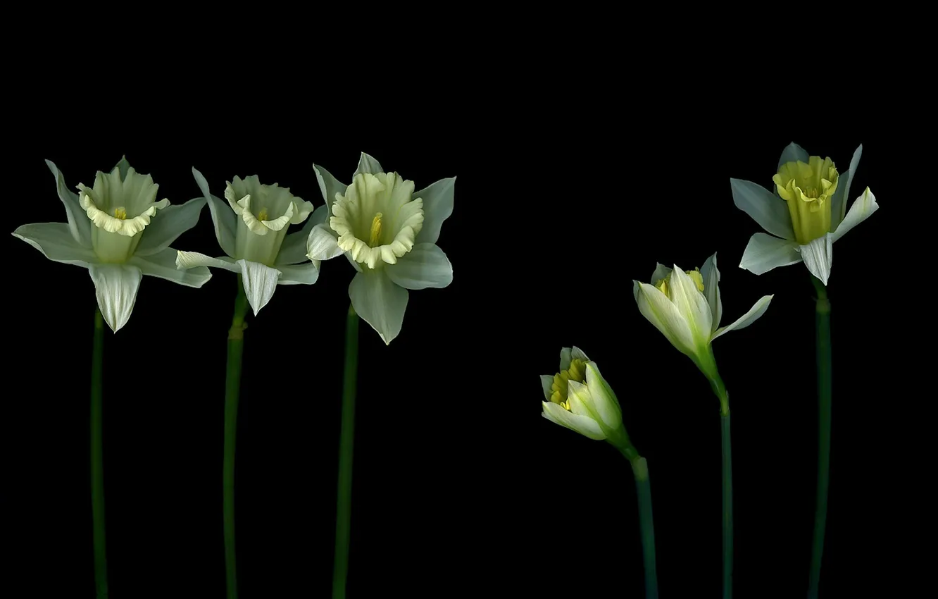 Photo wallpaper light, background, shadow, petals, stem, three