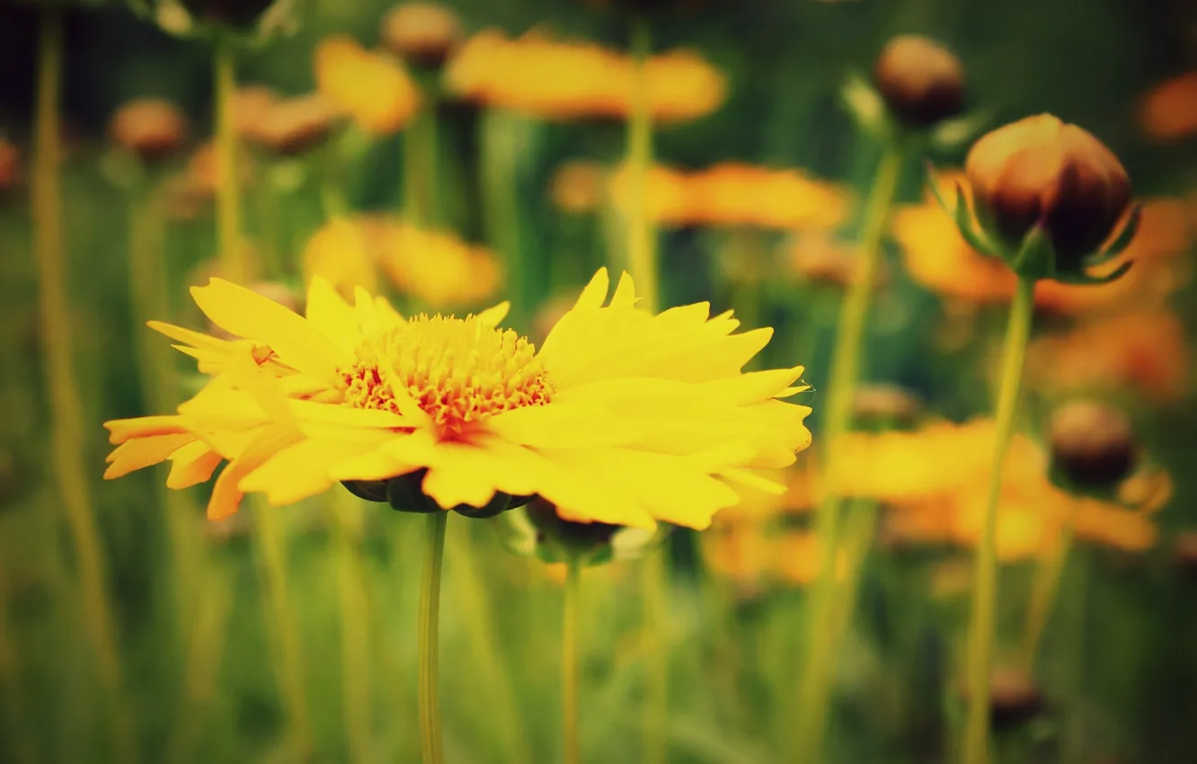 Photo wallpaper macro, flowers, yellow, green, background, widescreen, Wallpaper, blur