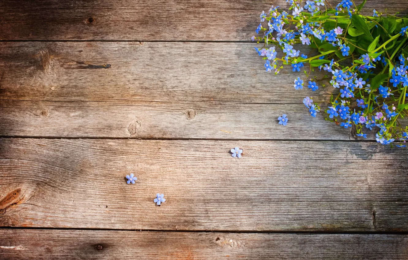 Photo wallpaper flowers, tree, floor, Board, field, forget-me-nots