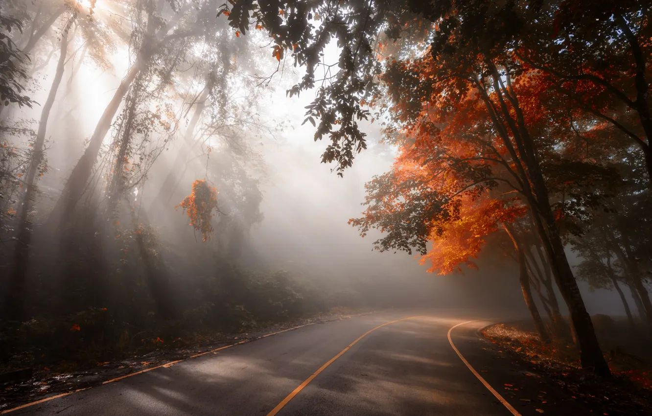 Photo wallpaper road, autumn, leaves, trees, Park, road, nature, park