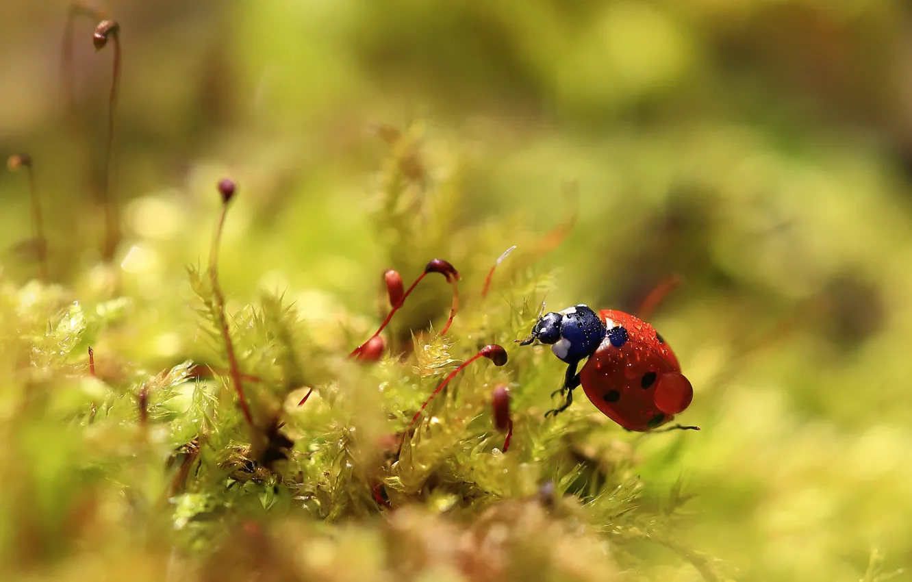 Photo wallpaper drops, macro, Rosa, ladybug, moss, beetle, blur, spring