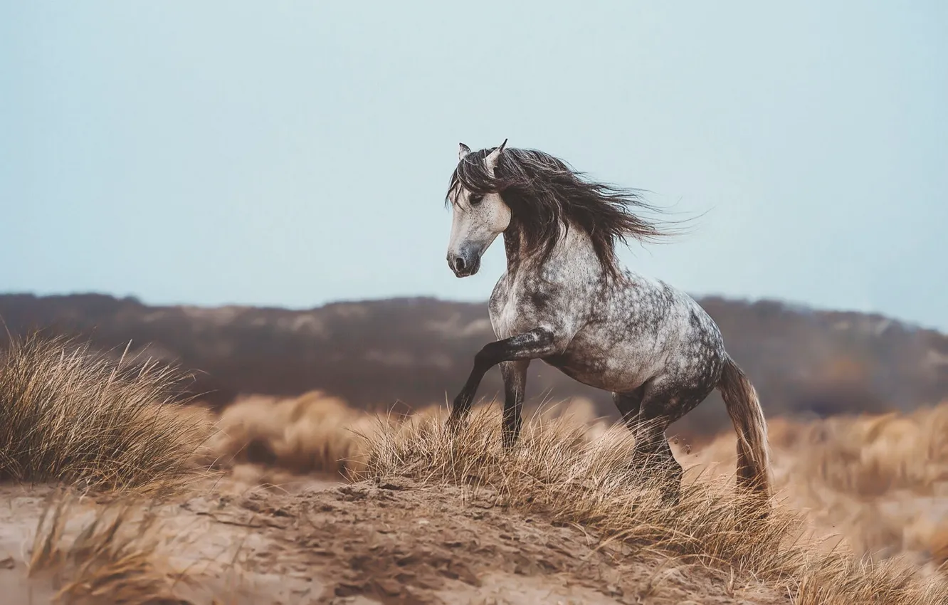 Photo wallpaper sand, field, the sky, grass, mountains, nature, pose, the steppe