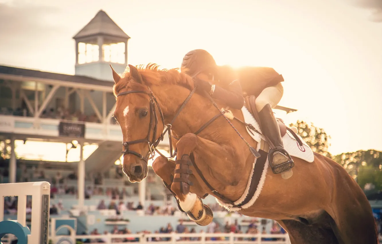 Photo wallpaper horse, jump, sport