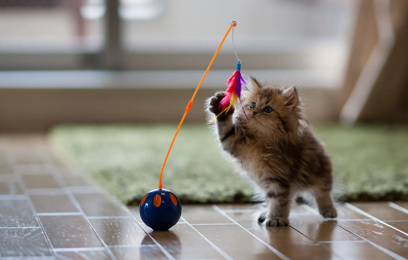 Photo wallpaper cat, kitty, toy, the game, feathers, Daisy, Ben Torode