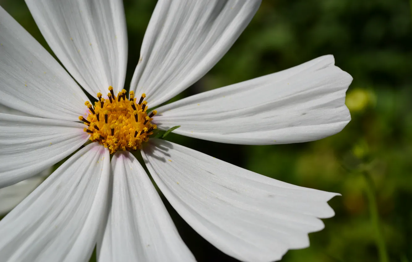 Photo wallpaper summer, flowers, nature, petals, flowering, kosmeya
