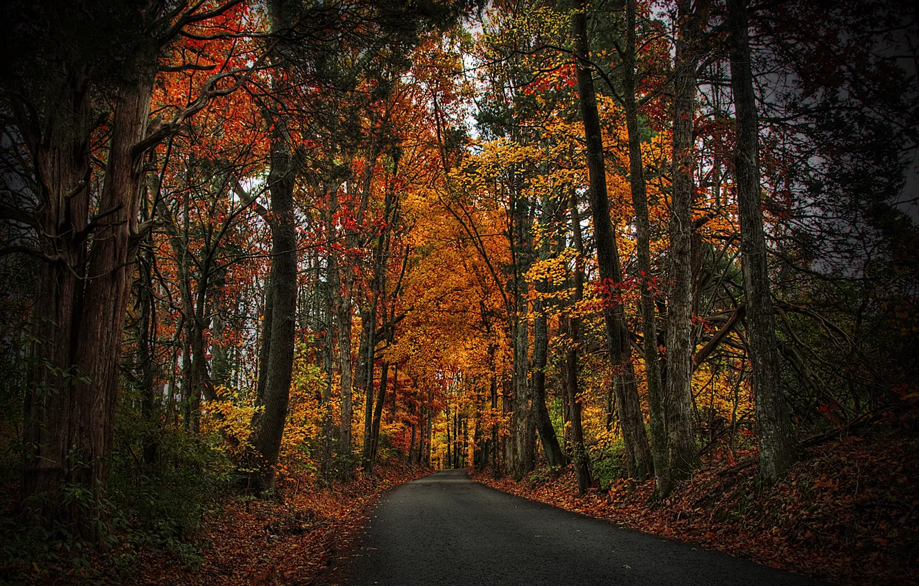 Photo wallpaper autumn, forest, leaves, trees, nature, Park, HDR, walk