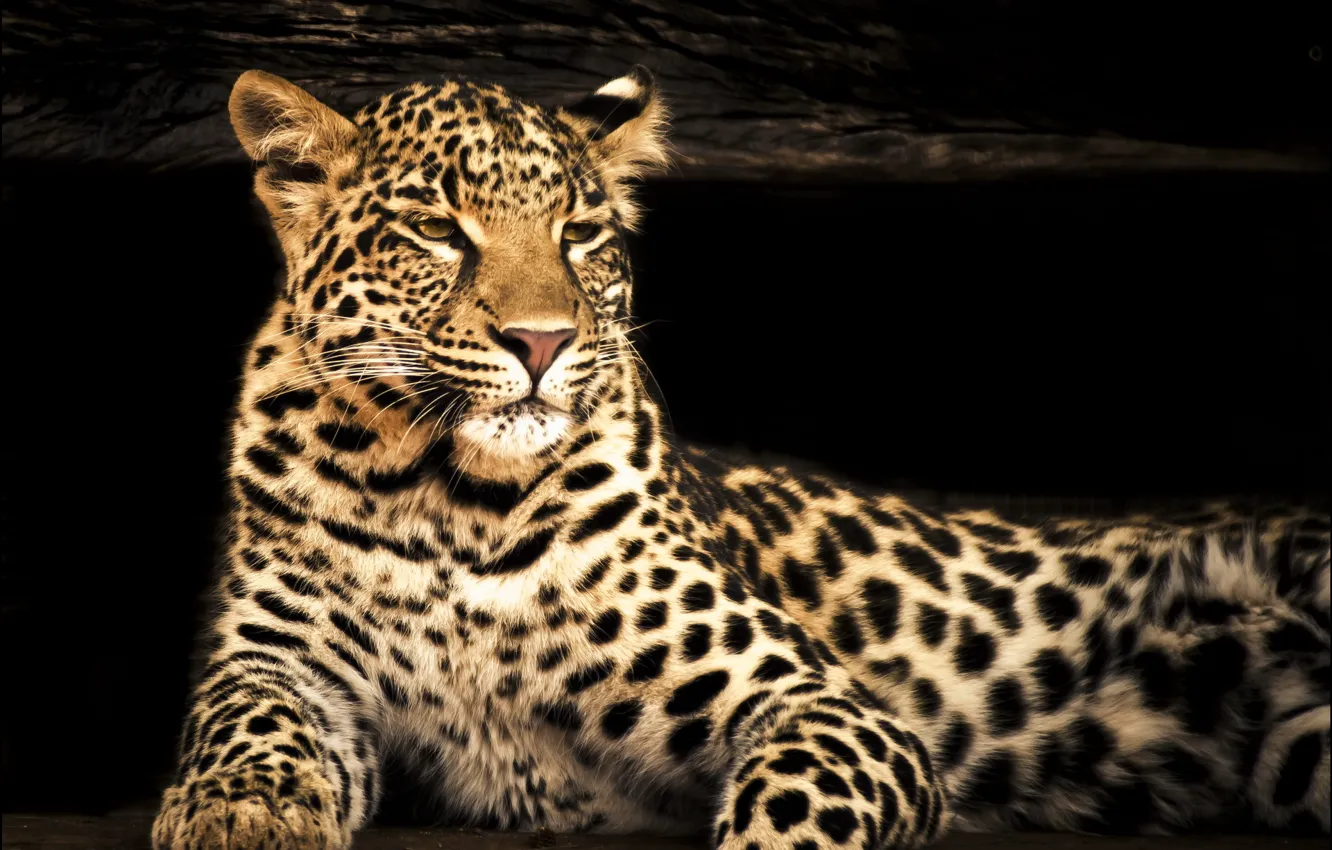Photo wallpaper look, face, photoshop, predator, blur, leopard