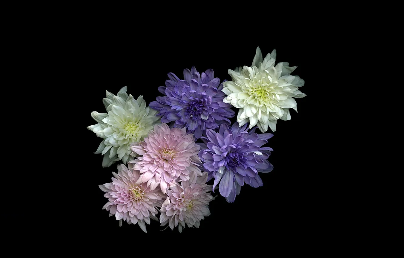 Photo wallpaper light, background, Wallpaper, shadow, bouquet, petals