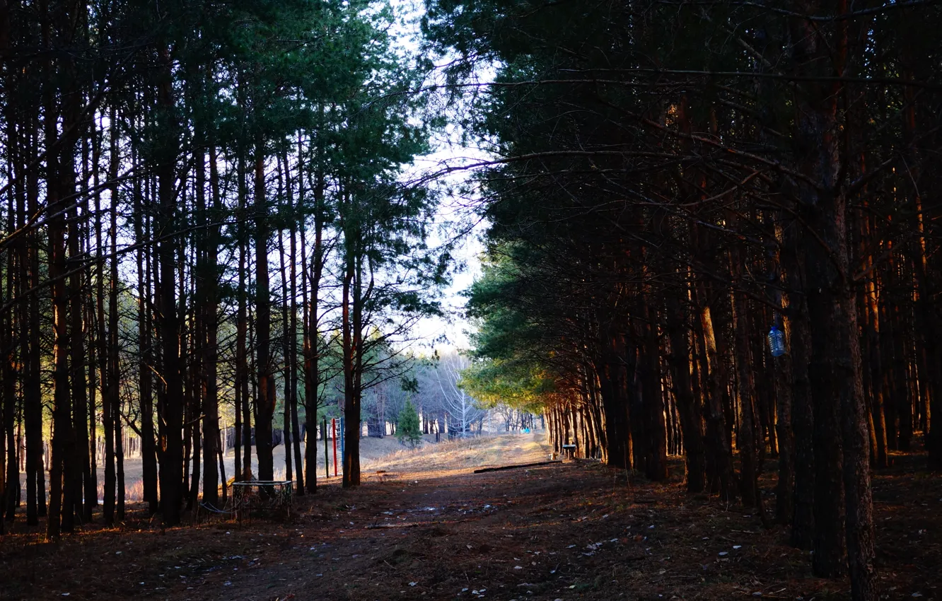 Photo wallpaper road, forest, shadow, spring, pine