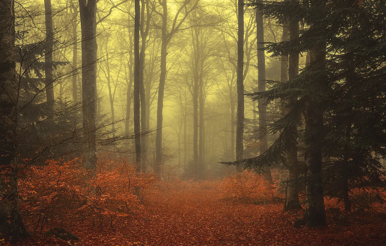 Photo wallpaper autumn, forest, leaves, trees, branches, fog, foliage, ate