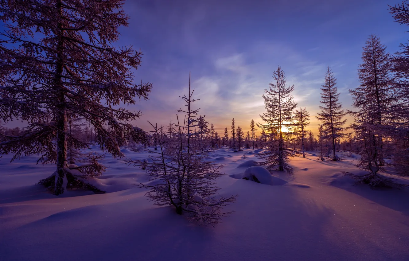 Photo wallpaper winter, forest, snow, trees, sunset, the evening, the snow