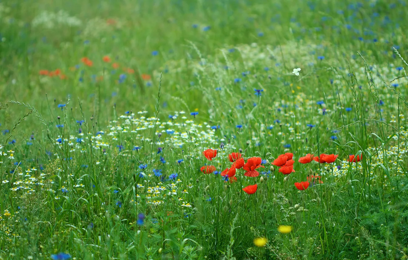 Photo wallpaper greens, field, summer, flowers, glade, Maki, meadow, green background