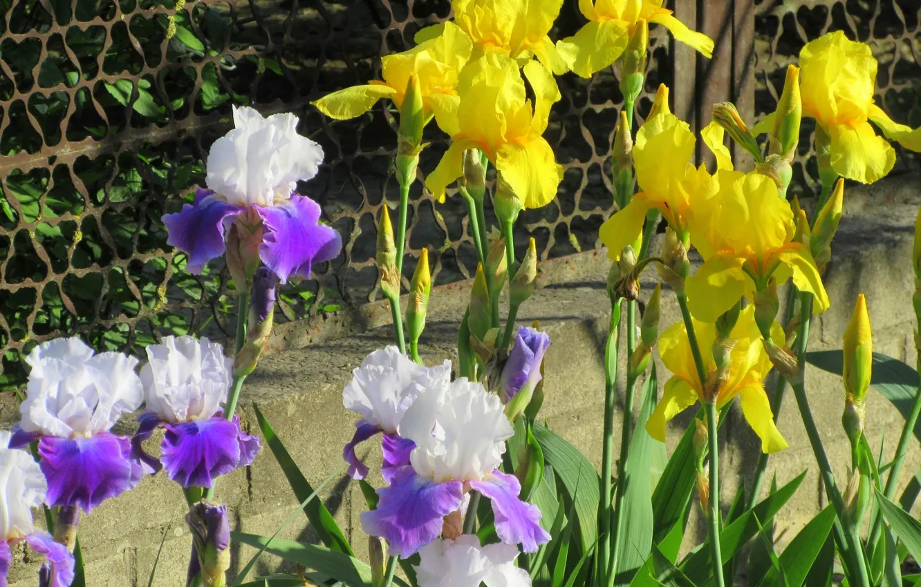 Photo wallpaper flowers, colorful, iris, spring 2018, Mamala ©