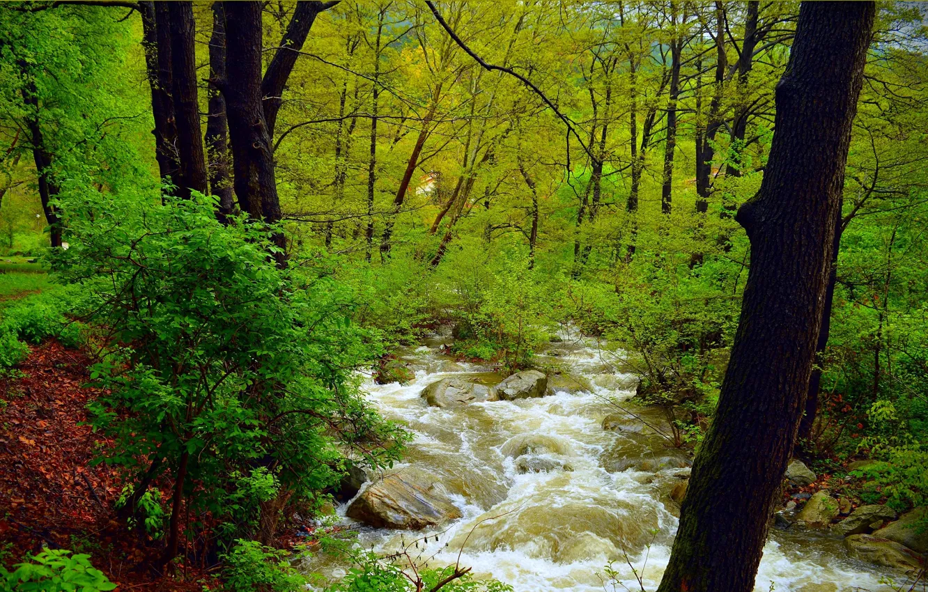 Photo wallpaper Greens, Nature, Stream, Spring, Trees, River, Forest, Stones