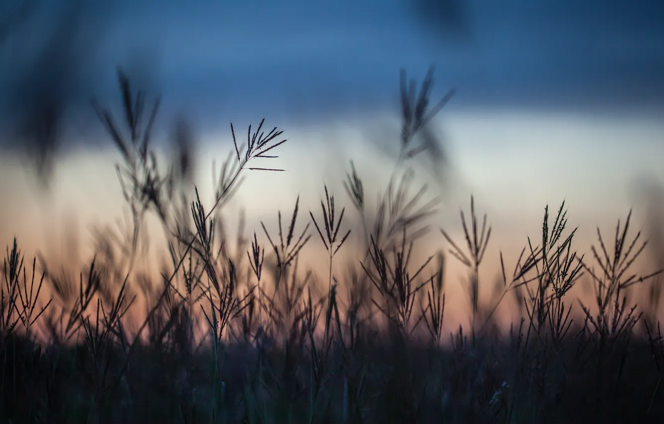 Photo wallpaper field, grass, macro, sunset, the evening, Autumn, blur