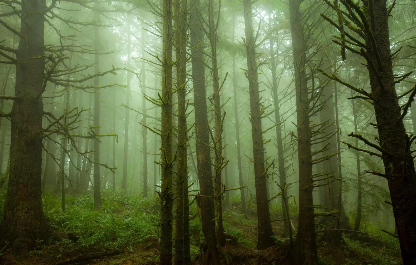 Photo wallpaper forest, trees, nature, fog