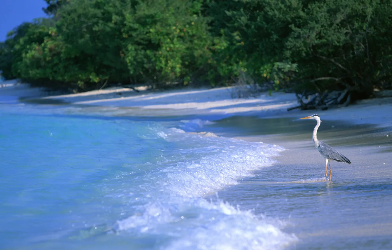 Photo wallpaper sea, beach, water, landscape, nature, bird, Heron
