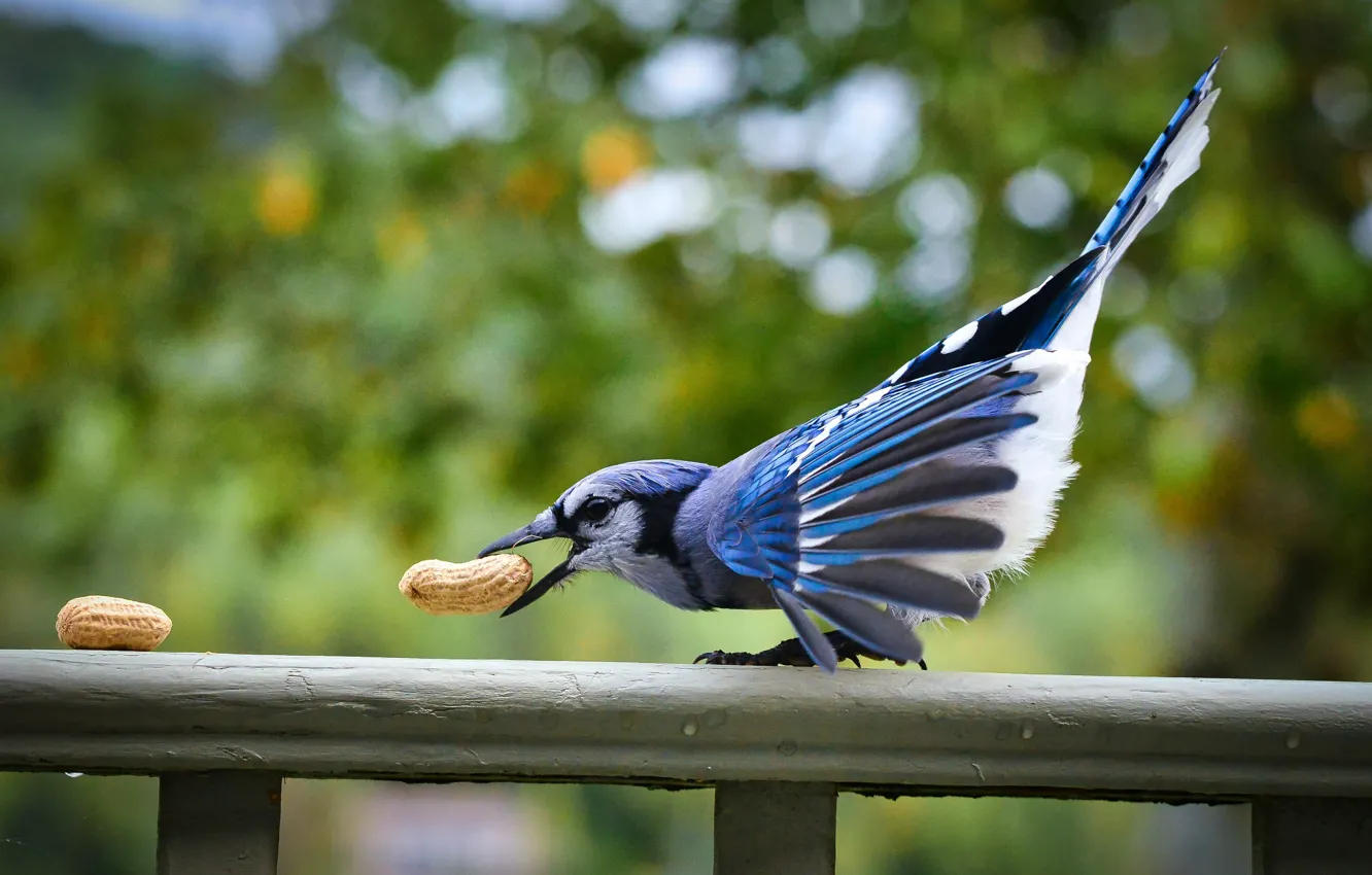 Photo wallpaper nature, bird, nuts, peanuts, Jay