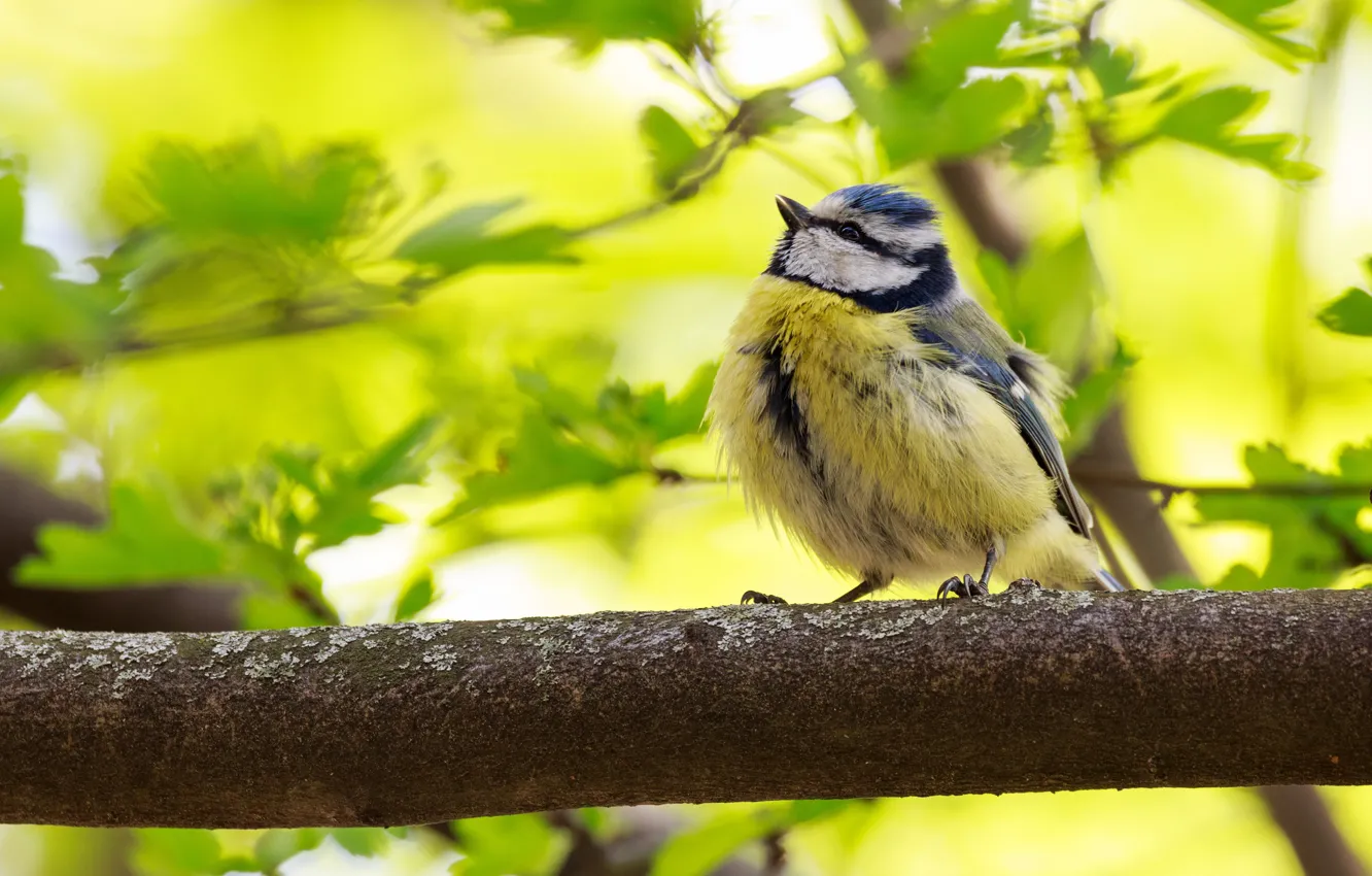 Photo wallpaper branches, bird, foliage, bokeh, tit