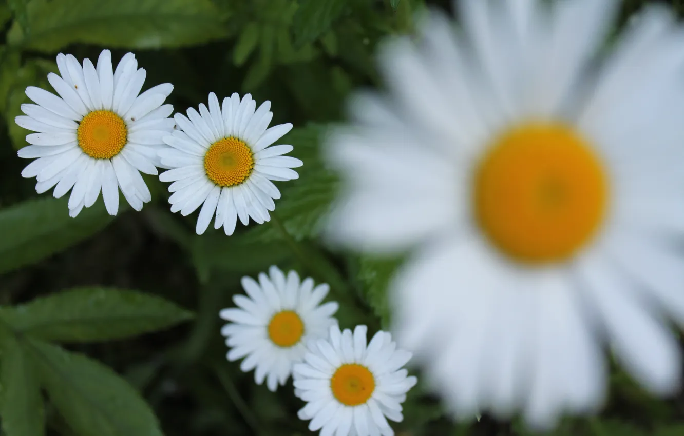 Photo wallpaper blur, Daisy, white
