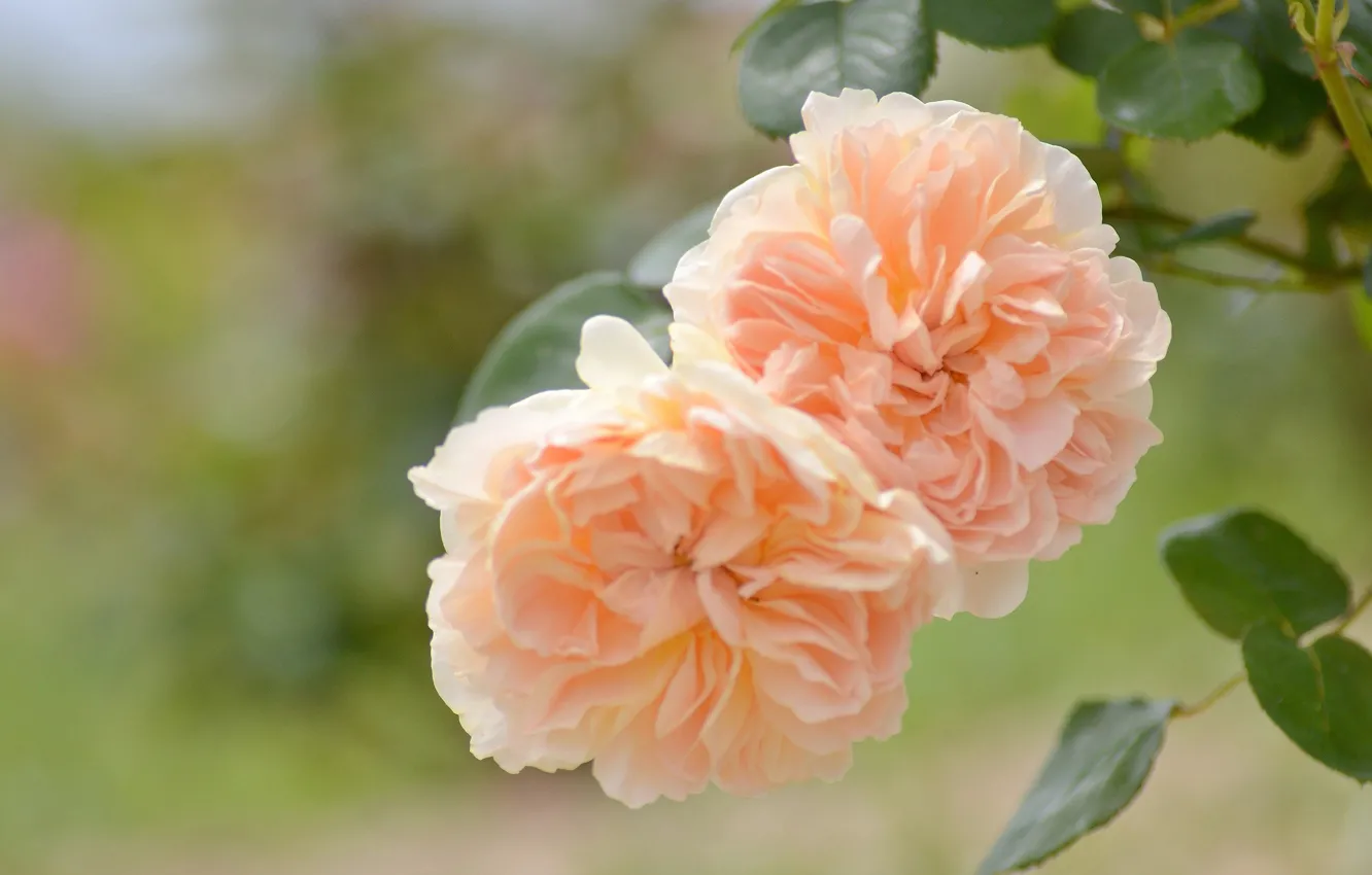 Photo wallpaper leaves, roses, Duo, bokeh