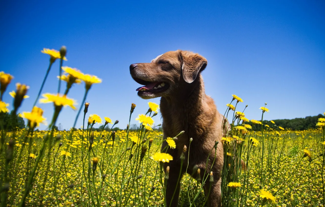 Photo wallpaper summer, flowers, dog