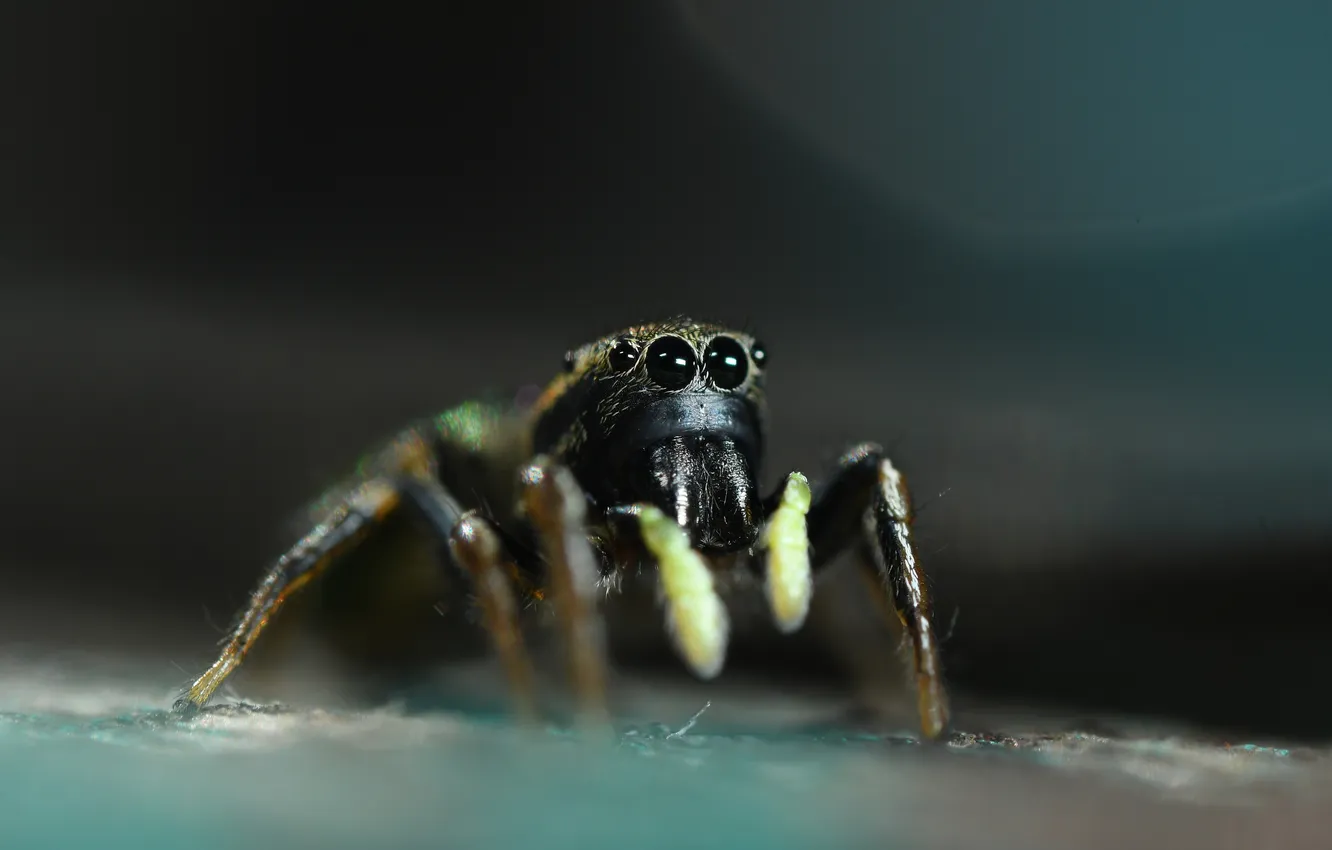 Photo wallpaper eyes, insect, The jumping spider, Ksenia Sovartseva, The Mimic Hunter