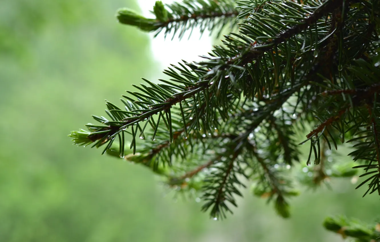 Photo wallpaper greens, freshness, nature, spruce, posledica