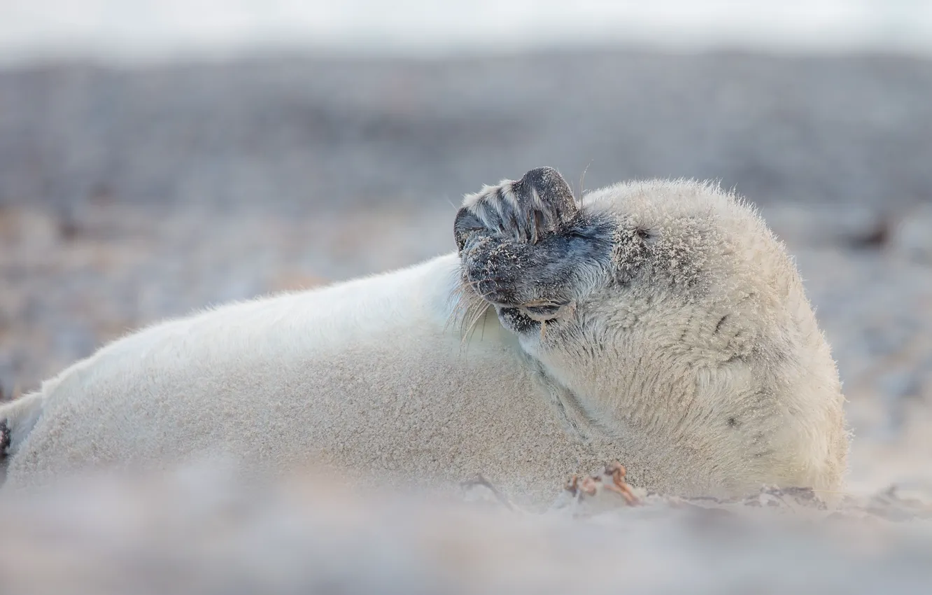 Photo wallpaper sand, face, pose, smile, shore, seal, paws, lies