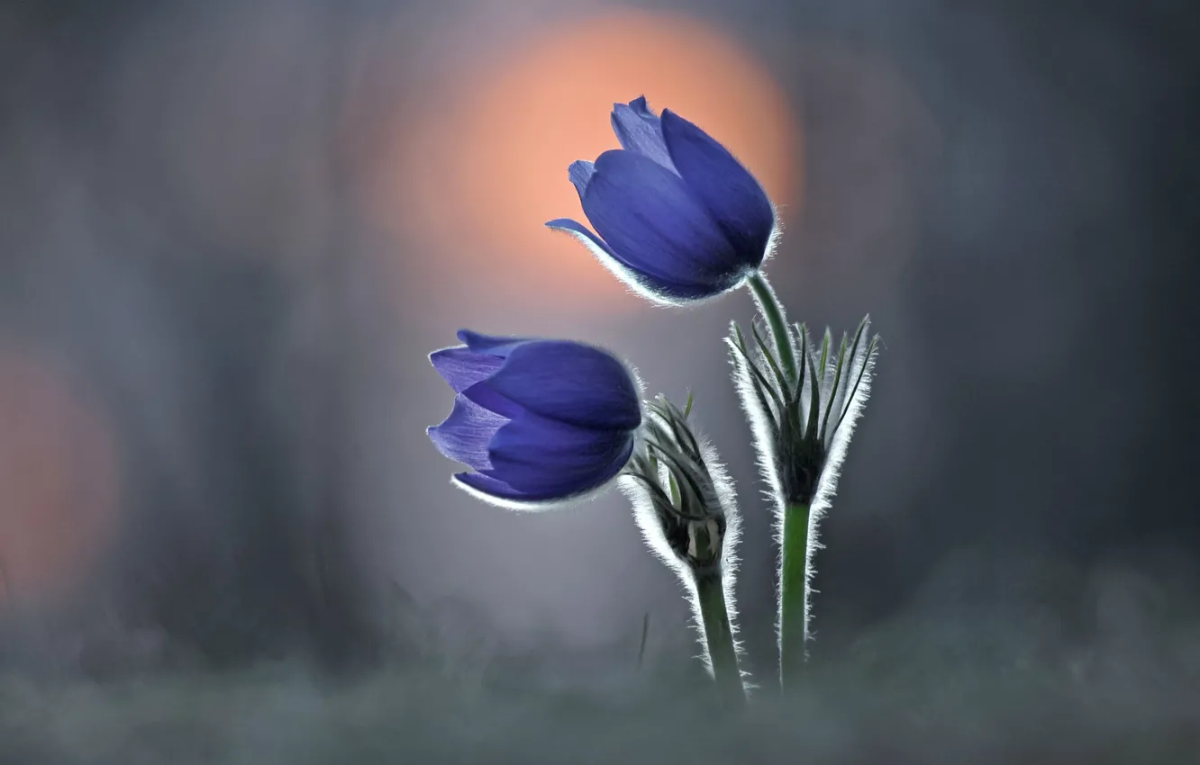 Photo wallpaper flowers, glade, Duo, cross