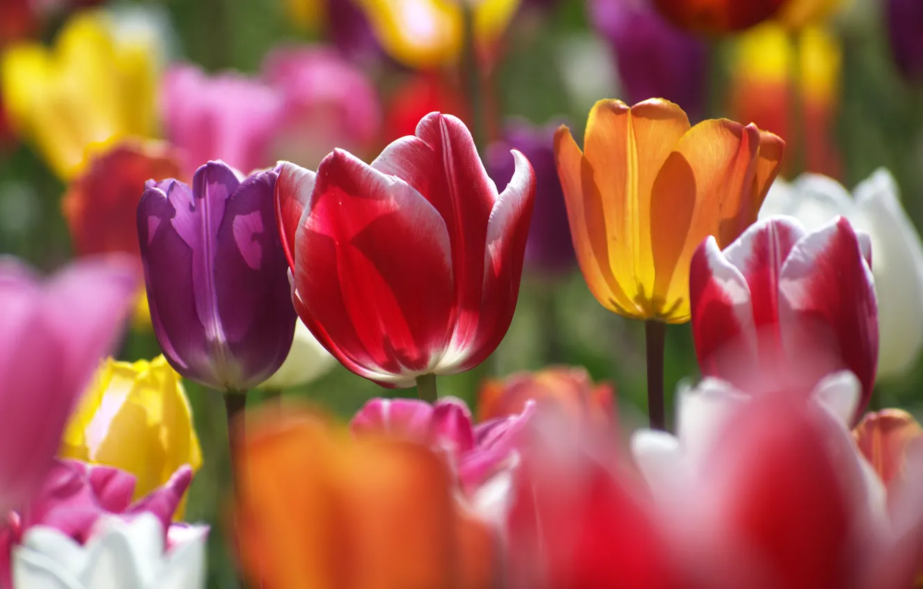 Photo wallpaper light, flowers, glade, spring, petals, garden, tulips, buds