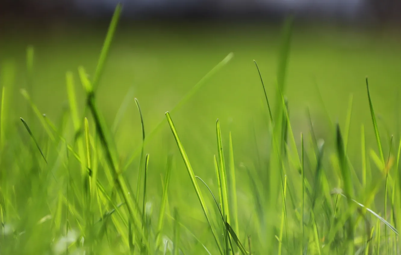 Photo wallpaper greens, spring, a blade of grass