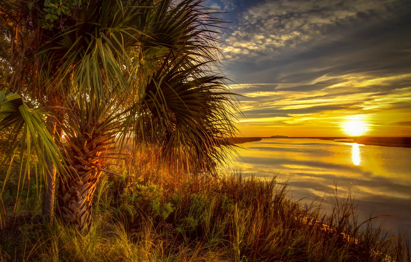 Photo wallpaper grass, sunset, river, palm trees, shore