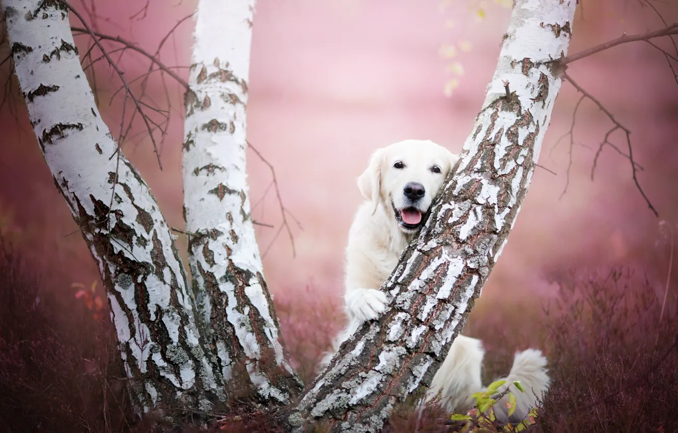 Photo wallpaper trees, dog, birch, Golden Retriever, Golden Retriever