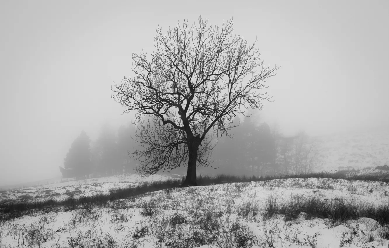 Photo wallpaper winter, snow, nature, photo, tree, white, England, black