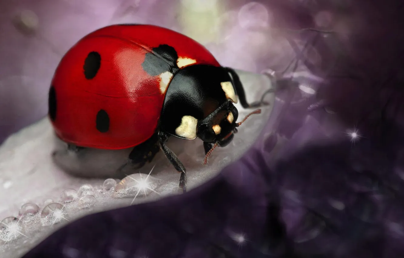 Photo wallpaper macro, ladybug, insect, bokeh