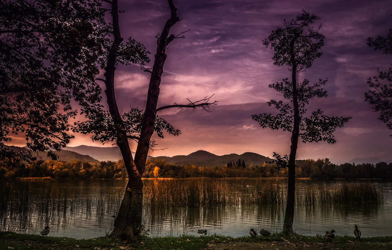Photo wallpaper the sky, trees, mountains, birds, lake, duck, the evening