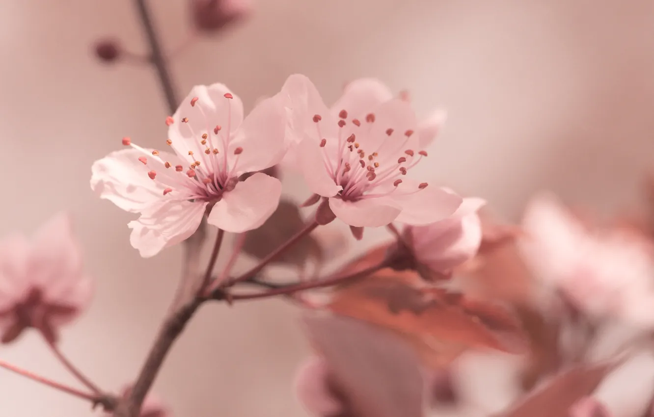 Photo wallpaper macro, flowers, spring, Sakura, pink
